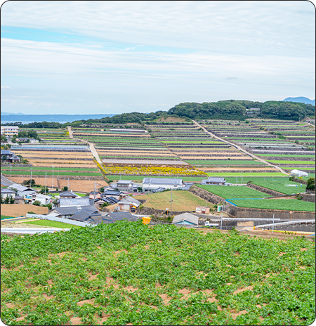 火山の恵みが育む、雲仙の豊かな野菜