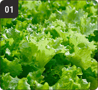 毎日生産者による確かな目利きで仕入れ